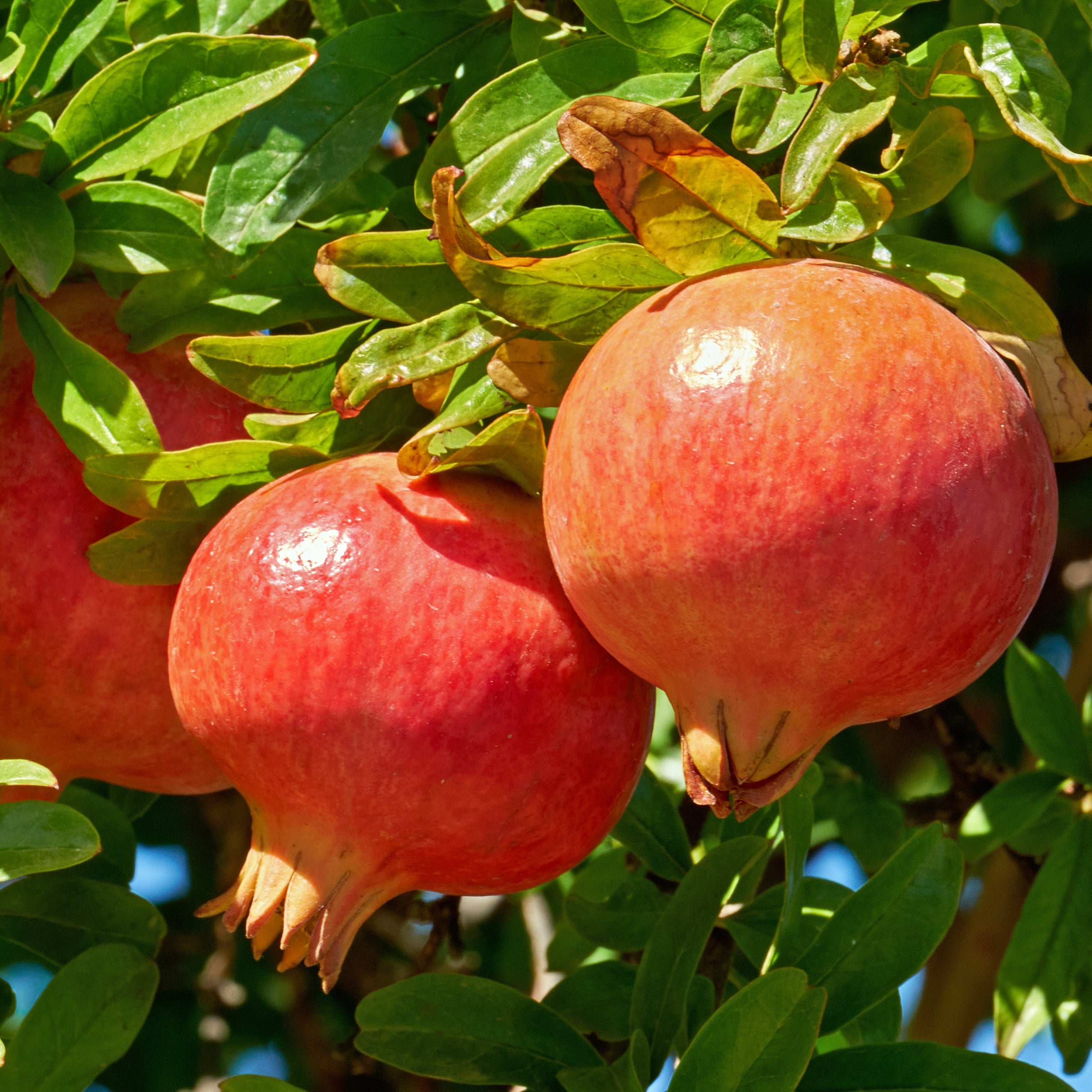 Grenadier à fruits Dente Di Leone - Punica granatum dente di leone - Plantes