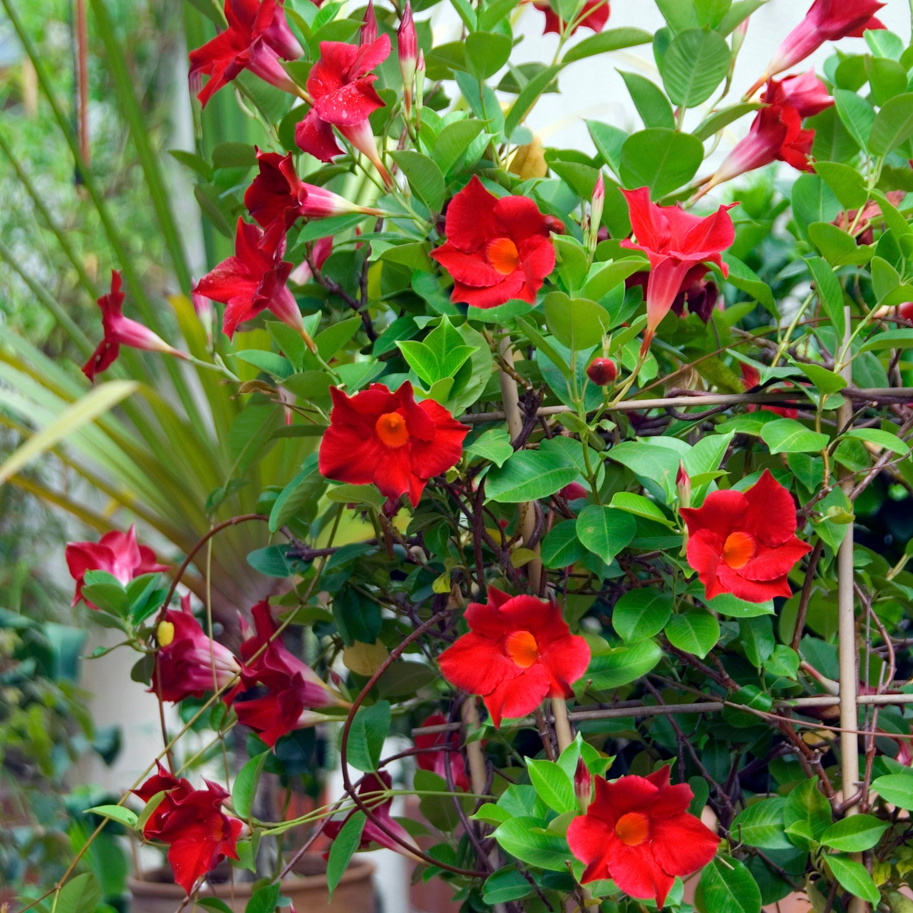 Jasmin du Brésil Dipladénia - Mandevilla sanderi - Plantes