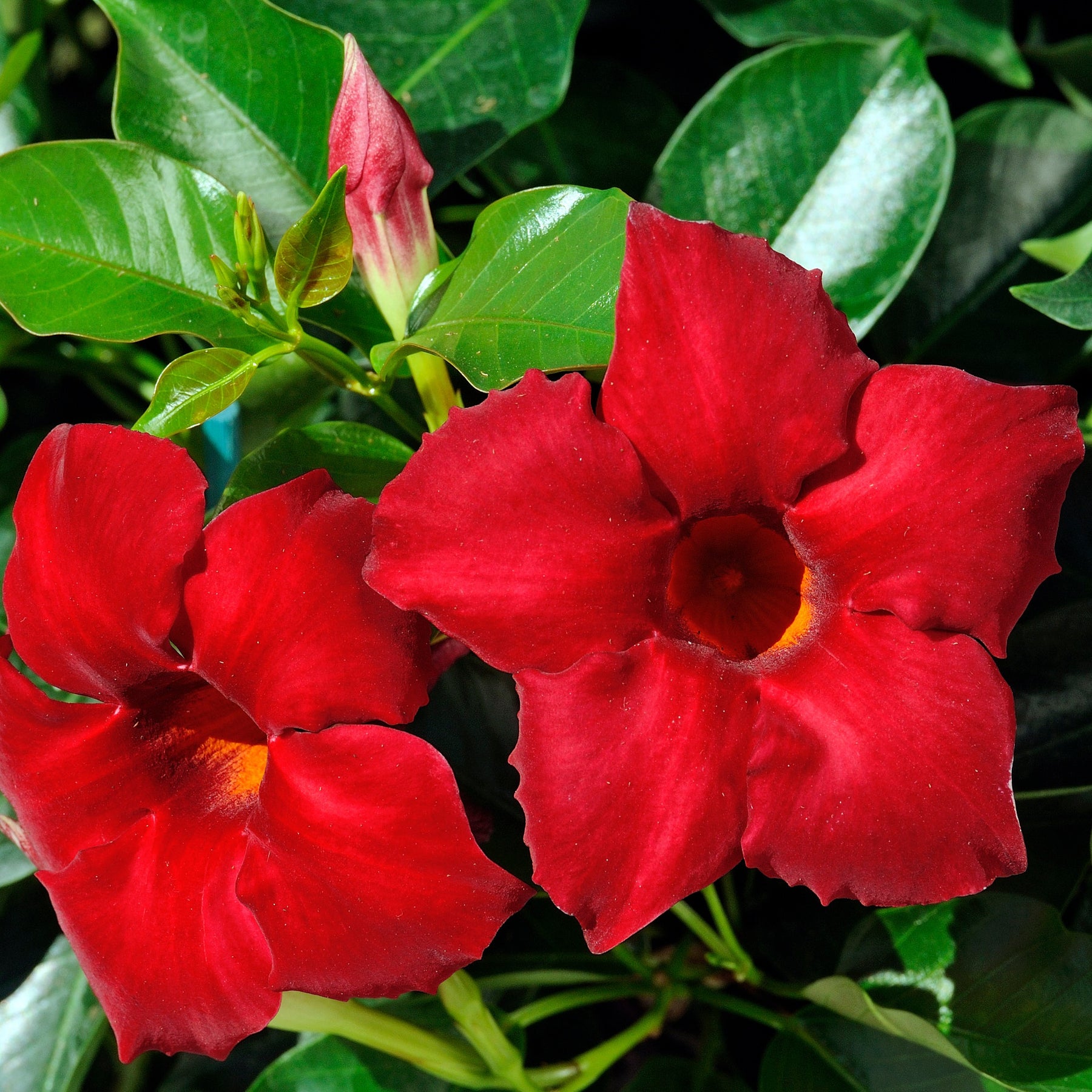 Jasmin du Brésil Dipladénia - Mandevilla sanderi - Plantes grimpantes