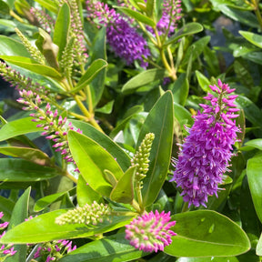 Véronique addenda - Hebe speciosa 'addenda' - Arbustes