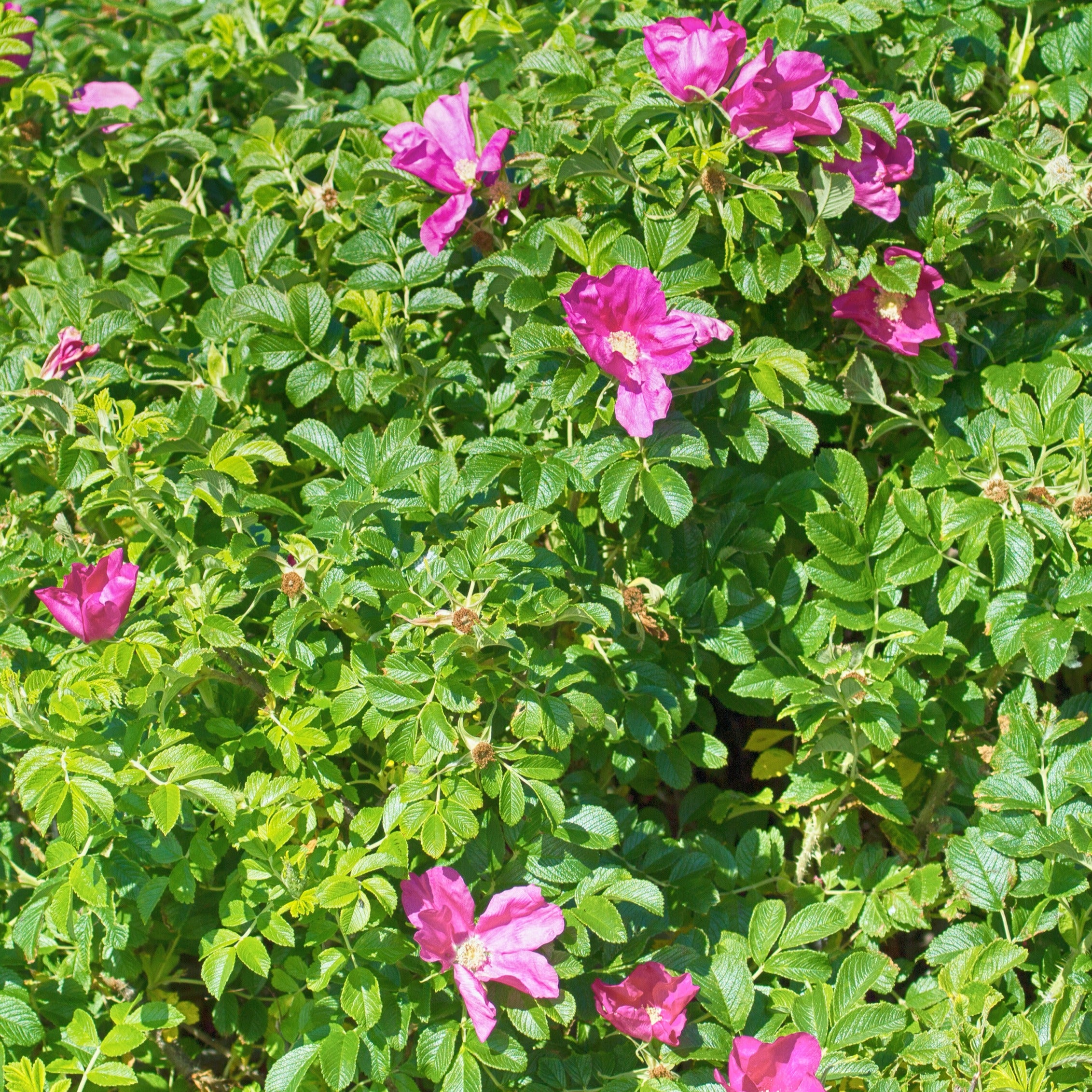 Rosier rugueux rose foncé - Rosa rugosa rubra - Rosiers