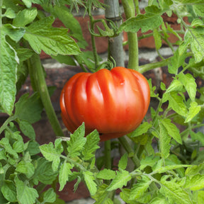 Collection de 9 Plants tomates classiques - Lycopersicum saint pierre, super sweet, coeur de boeuf - Plants potagers