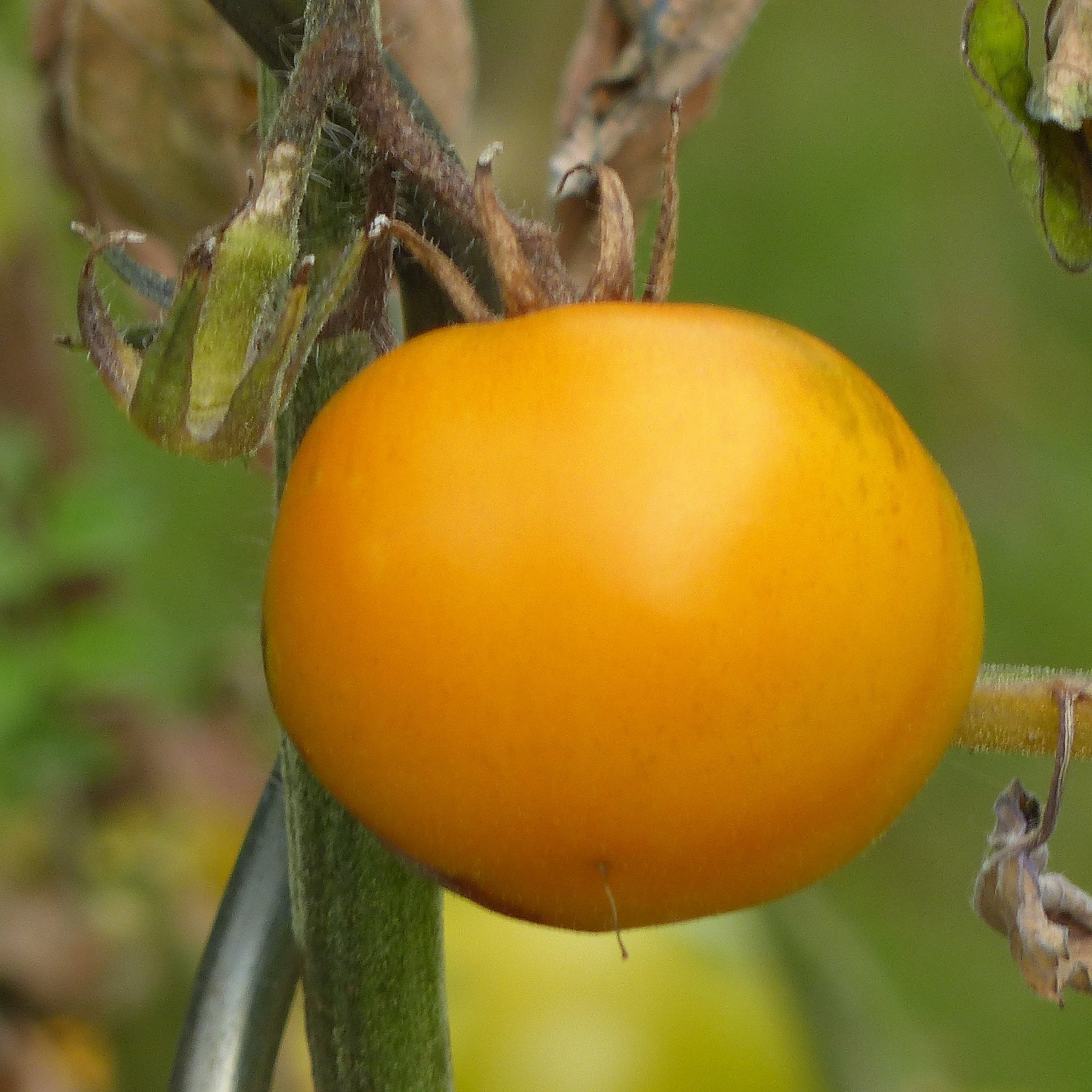 Collection de 9 Plants tomates originales - Solanum lycopersicum green zebra,orange queen,noire de crimée - Plants de tomates