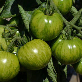 Collection de 9 Plants tomates originales - Solanum lycopersicum green zebra,orange queen,noire de crimée