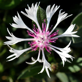 Centaurée des montagnes Purple Heart - Centaurea montana purple heart - Plantes