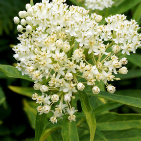 3 Asclépiades incarnat Ice Ballet - Asclepias incarnata 'ice ballet' - Plantes