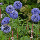 3 Boules azurées Veitchs Blue - Echinops ritro 'veitch's blue' - Plantes