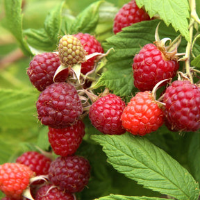 Framboisier nain Little Sweet Sister - Rubus idaeus little sweet sister - Plantes