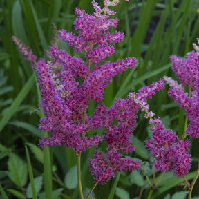 Astilbe du Japon - Astilbe japonica 'elizabeth van veen' - Plantes