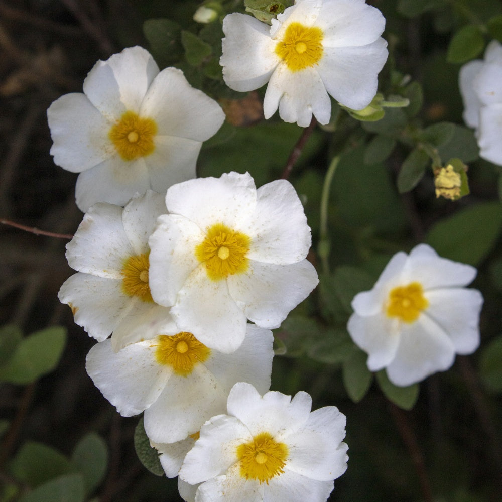 Ciste à feuille de sauge - Cistus salviifolius - Plantes