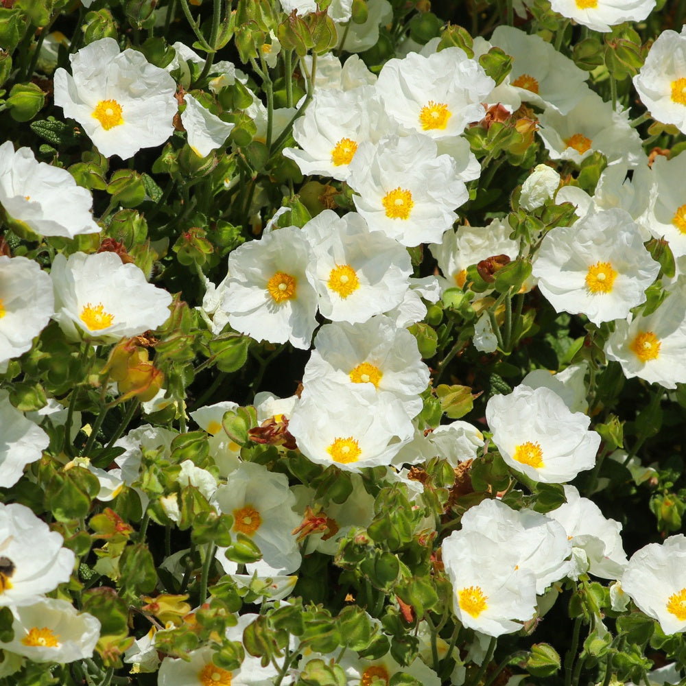 Ciste à feuille de sauge - Cistus salviifolius - Arbustes