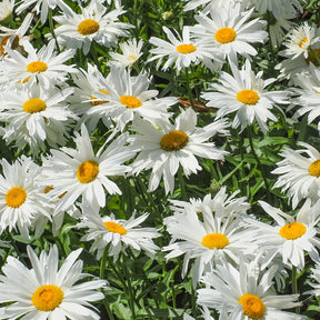 Leucanthème Sweet Daisy Rebecca - Leucanthemum sweet daisy 'rebecca' - Plantes