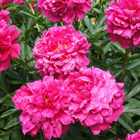 Pivoine Kansas - Paeonia lactiflora 'kansas' - Plantes