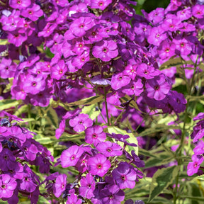 Phlox paniculata Bambini Primadonna - Phlox paniculata bambini ® primadonna - Plantes