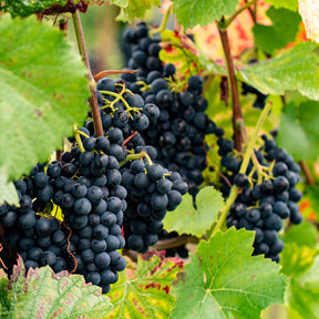 Vigne Regent - Vitis regent - Plantes