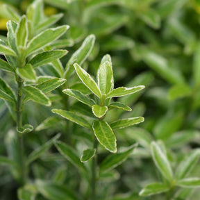 3 Fusains persistants Emerald and Gold - Euonymus japonicus 'microphyllus albovariegatus' - Plantes