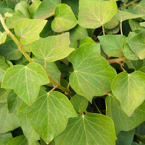 3 Lierres couvre-sol d'Alger - Hedera algeriensis 'alger' - Plantes