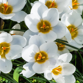 20 Crocus Ard Schenk - Crocus 'ard schenk' - Plantes