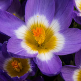 20 Crocus sublime Tricolor - Crocus nivalis 'tricolor' - Plantes