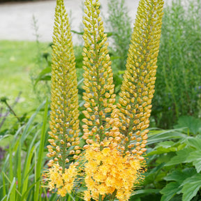 Lis des steppes - Eremurus 'bungei' - Plantes