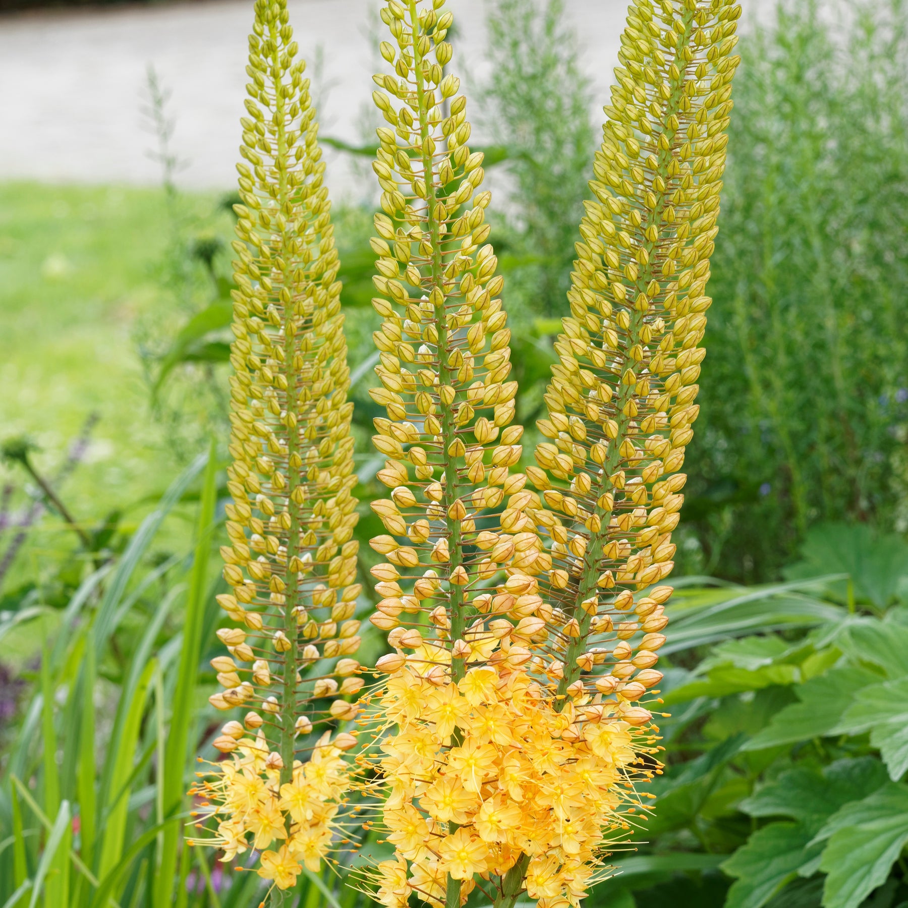 Lis des steppes - Eremurus 'bungei' - Plantes