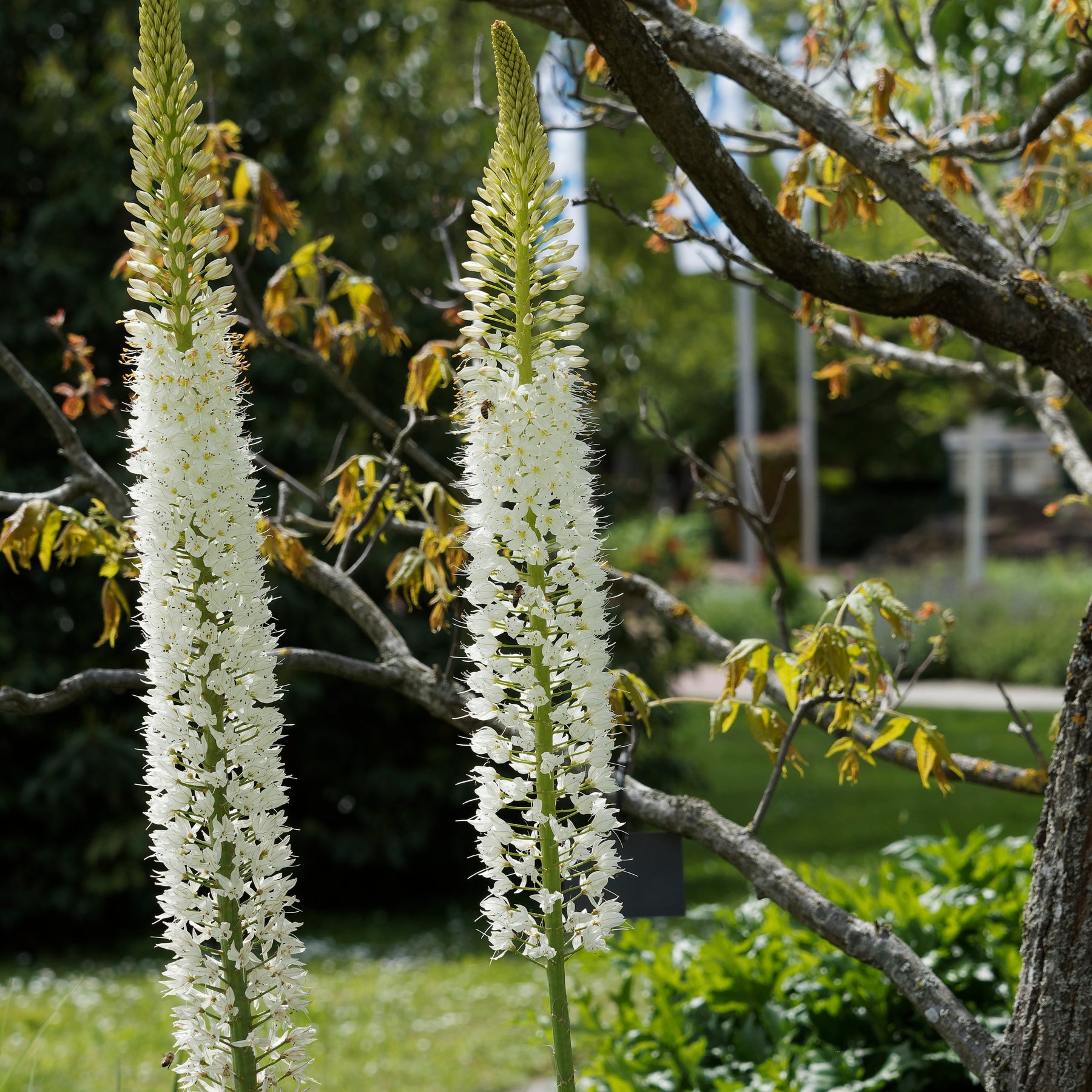 Lis des steppes White Romance - Eremurus 'white romance' - Plantes