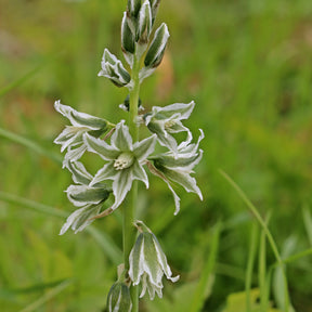 Ornithogale penché - Ornithogalum nutans - Plantes