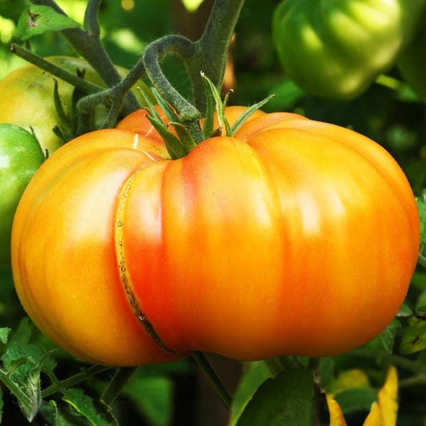 3 Plants de Tomate Ananas - Willemse