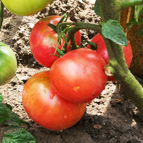 3 Plants de Tomate Rose de Berne - Potager