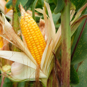 3 Plants de maïs à popcorn - Potager