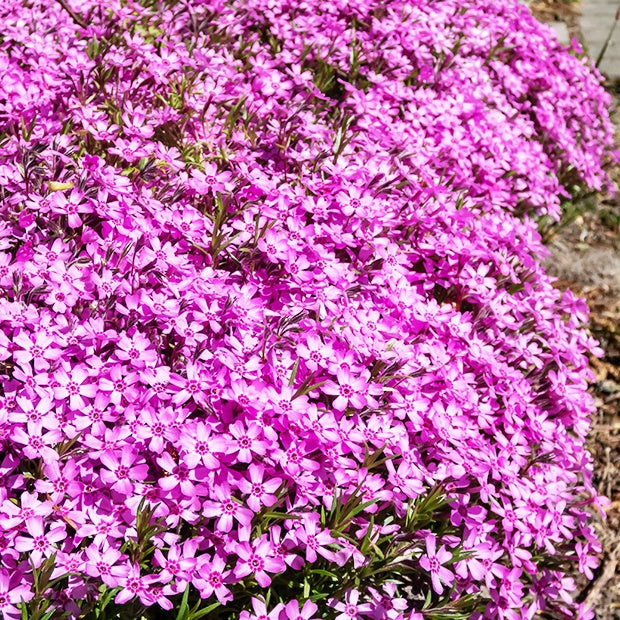 3 Phlox mousse rose pâle - Phlox subulata - Fleurs vivaces