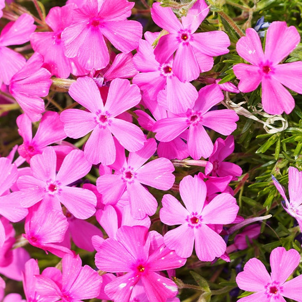 3 Phlox mousse rose pâle - Phlox subulata