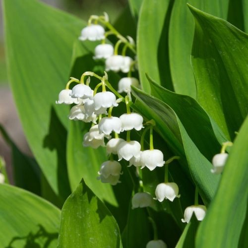 Tout savoir sur la plante muguet