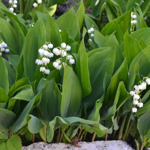 Muguet blanc - Convallaria majalis