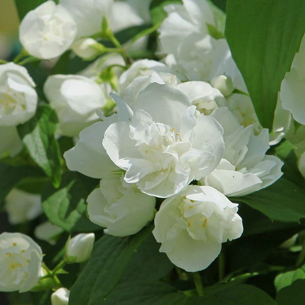 Seringat virginal - Philadelphus - Philadelphus virginal