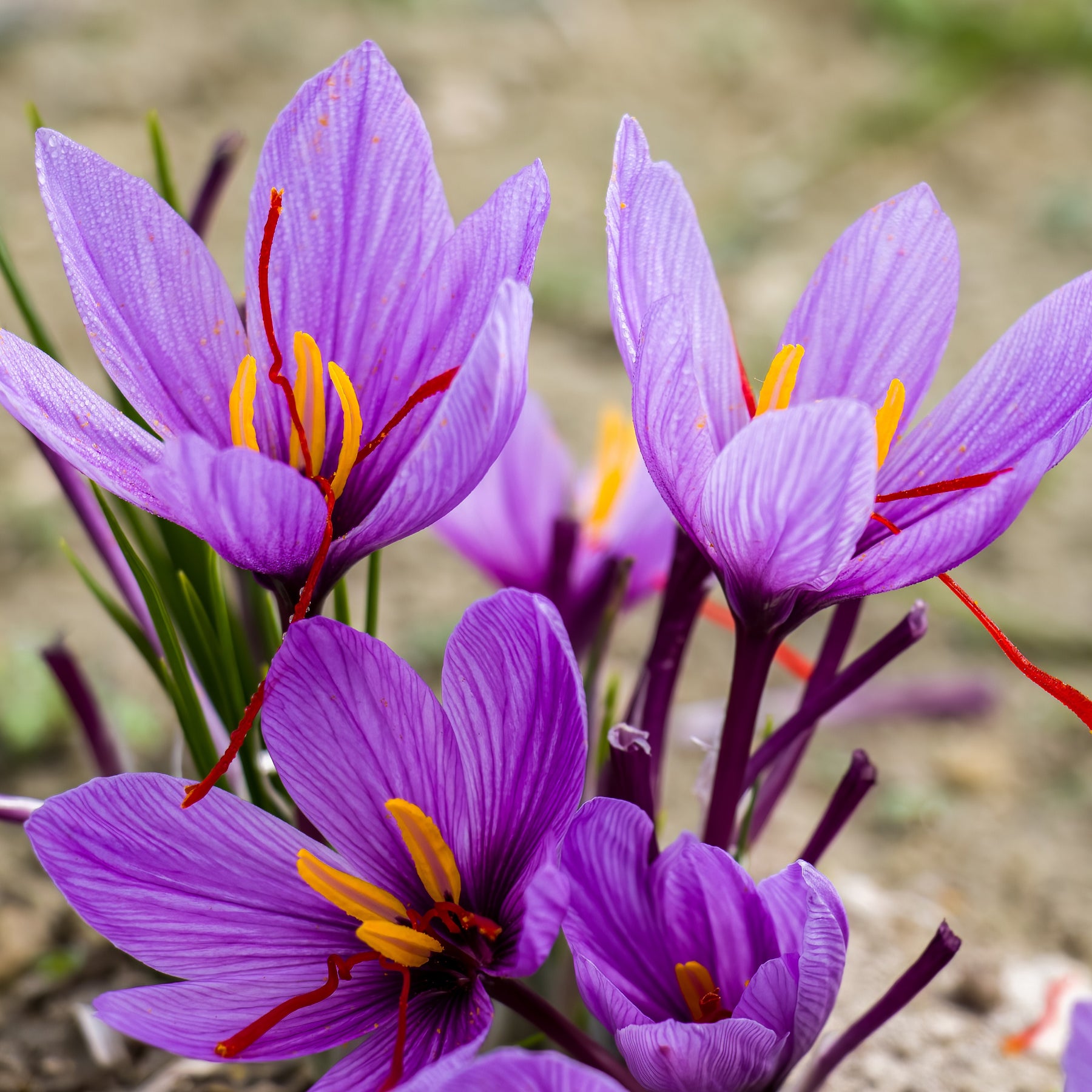Crocus Safran BIO** - Crocus sativus