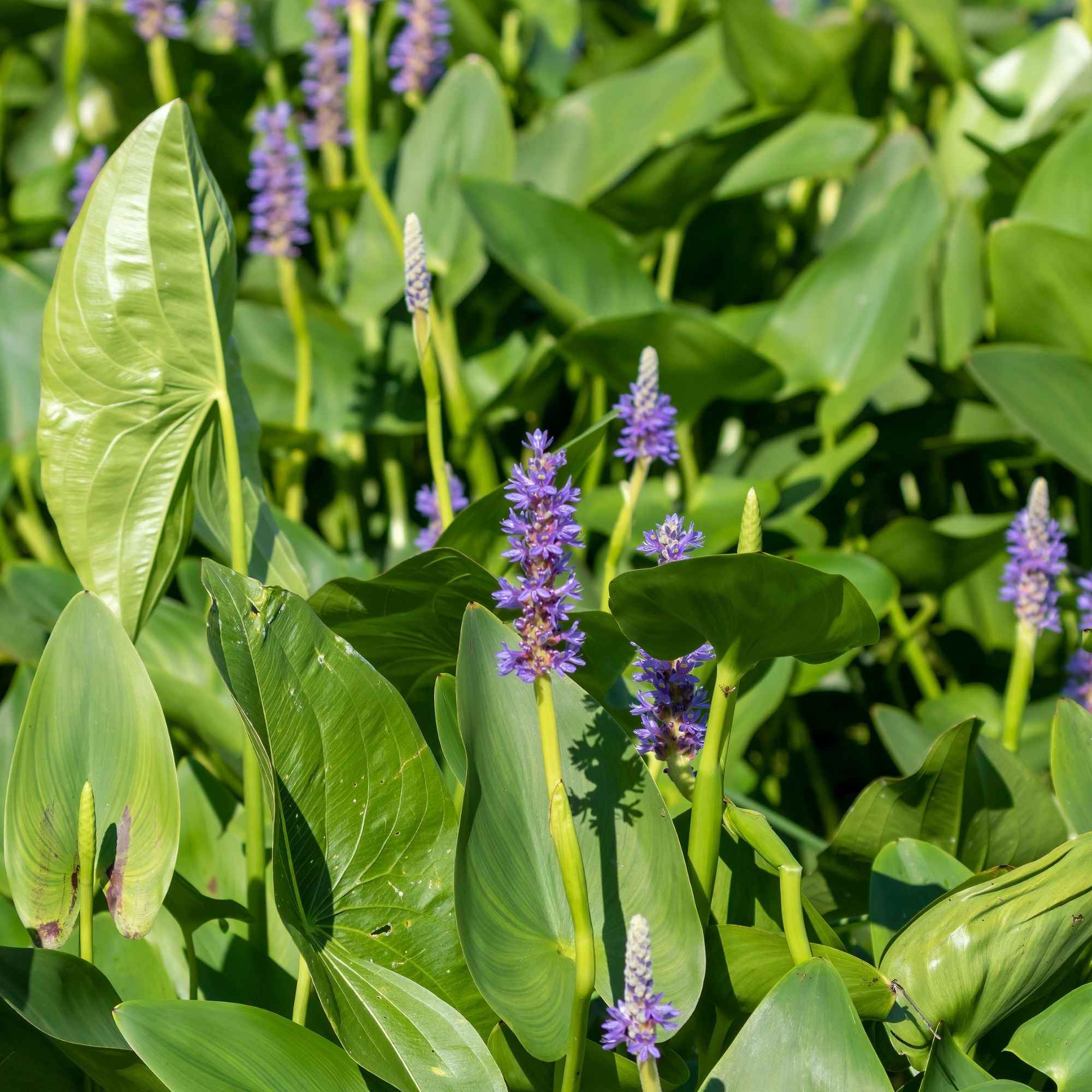 Pontédérie à feuilles en coeur - Pontederia cordata - Plantes aquatiques