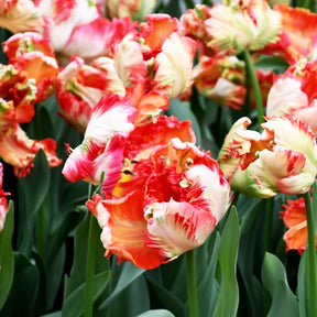 10 Tulipes perroquet Estella Rijnveld - Tulipa estella rijnveld - Tulipe