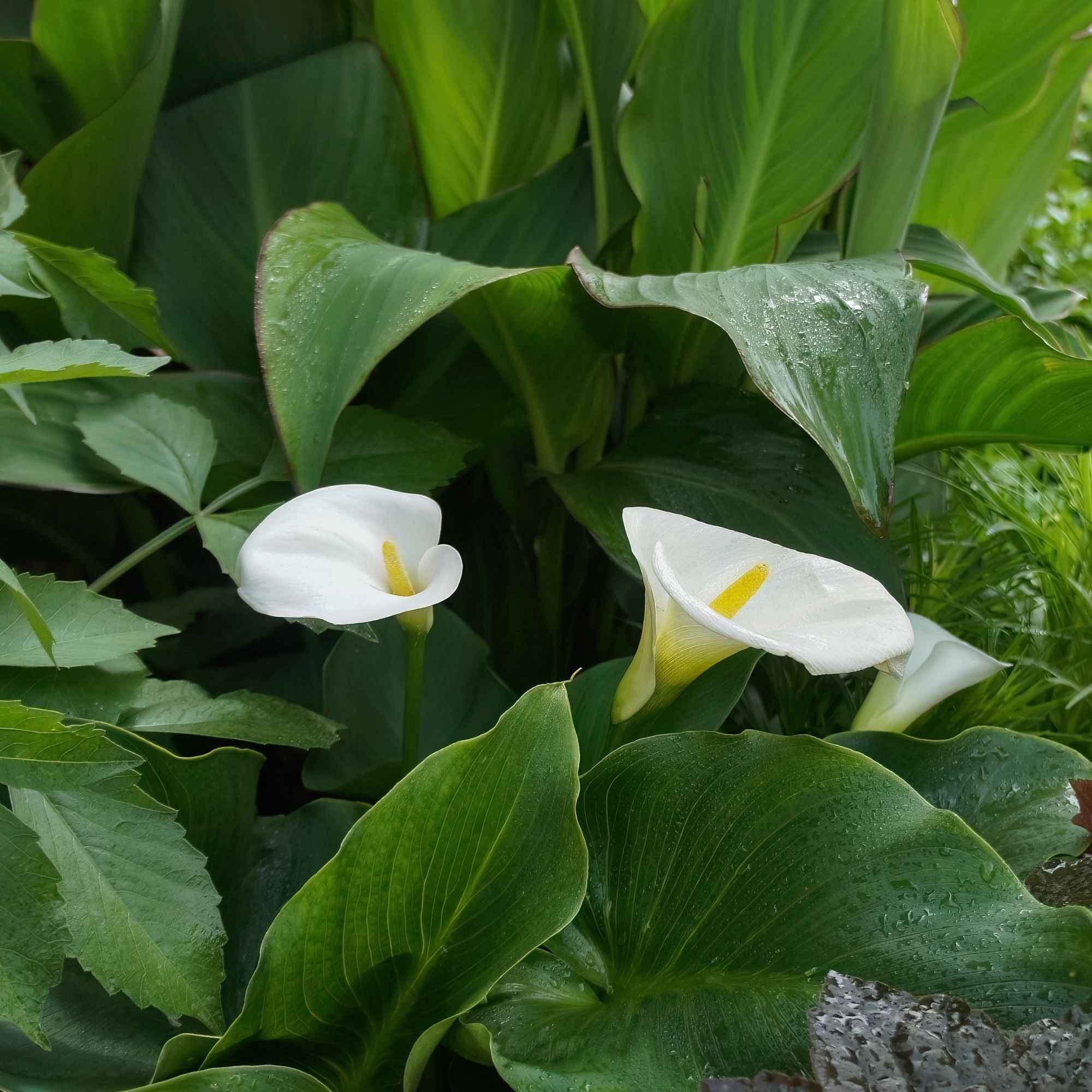 2 Arums blanc d'Ethiopie - Zantedeschia aethiopica - Arum