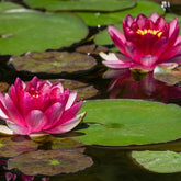 Nénuphar Attraction - Nymphaea 'Attraction'