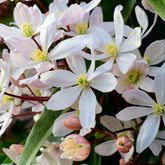 Clématite du Père Armand Apple blossom - Clematis armandii 'apple blossom' - Clématites