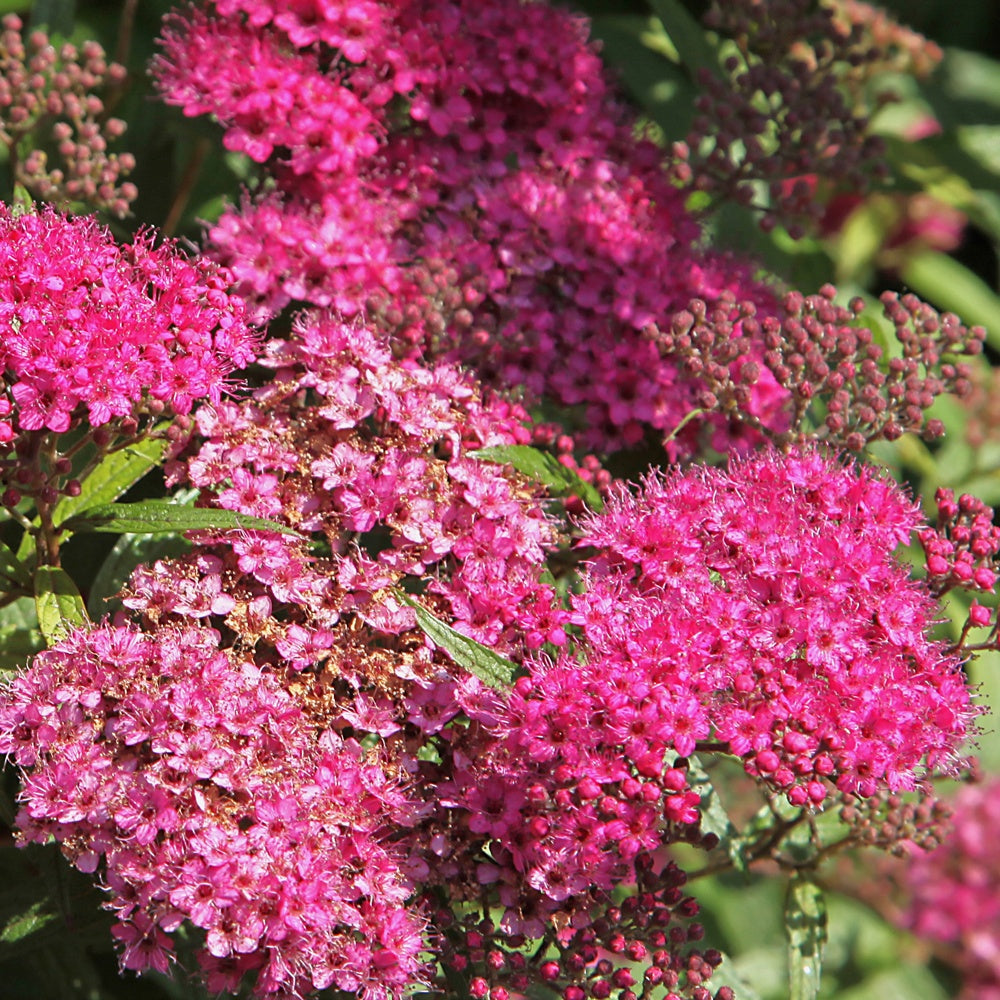 Spirée du Japon Anthony Waterer - Spiraea japonica anthony waterer - Arbustes