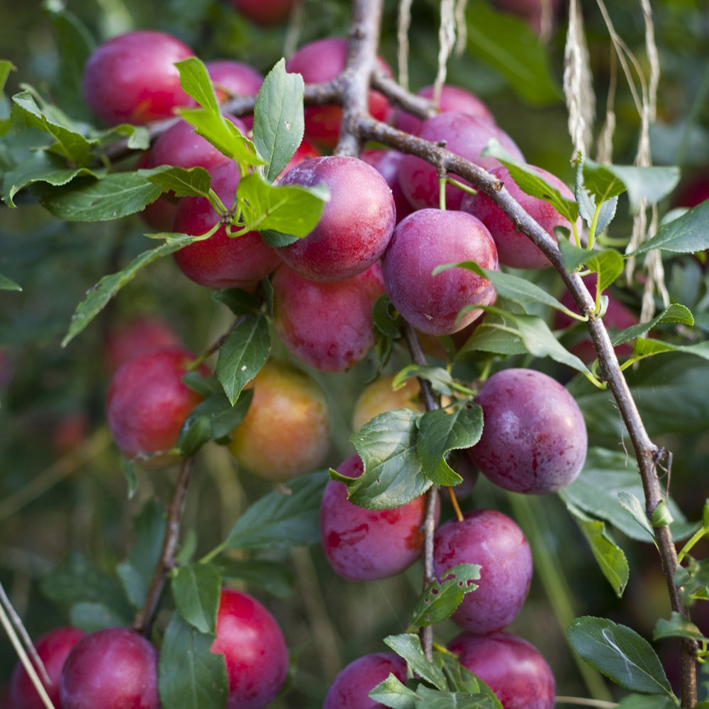 Prunier Reine Victoria - Prunus domestica reine victoria