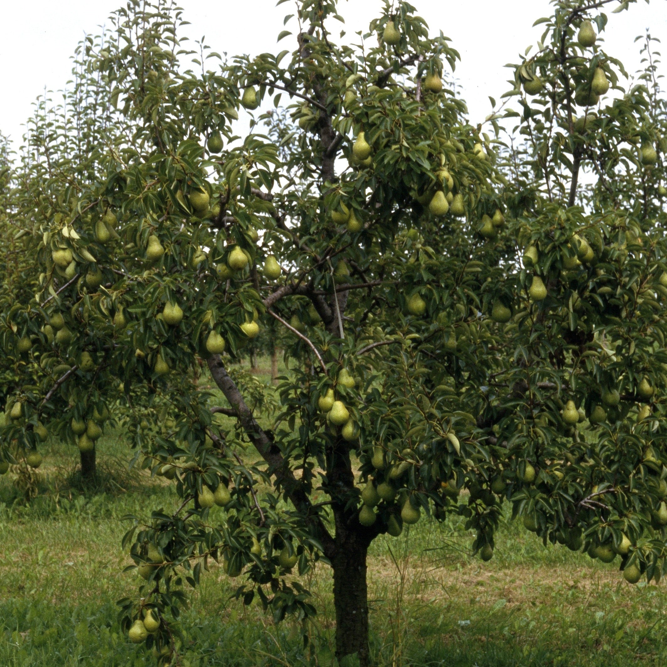 Poirier William's - Bon Chrétien - Pyrus communis william's ('bon chrétien')