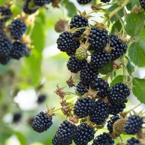 Mûrier Black Satin - Rubus fruticosus 'Black Satin'