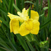 Iris des marais - Iris pseudacorus