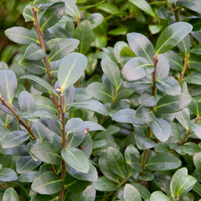 Houx crénelé Caroline Upright - Ilex crenata 'caroline upright' - Houx