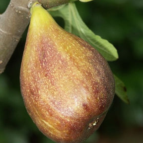 Collection de 3 fruitiers d'été : Figuier, Mûrier, Kiwi - Morus nigra 'mulle', ficus gustissimo 'perretta', actinidia delciosio - Plantes