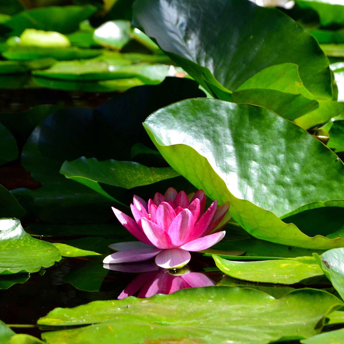 Nénuphar James Brydon - Nymphaea james brydon - Willemse