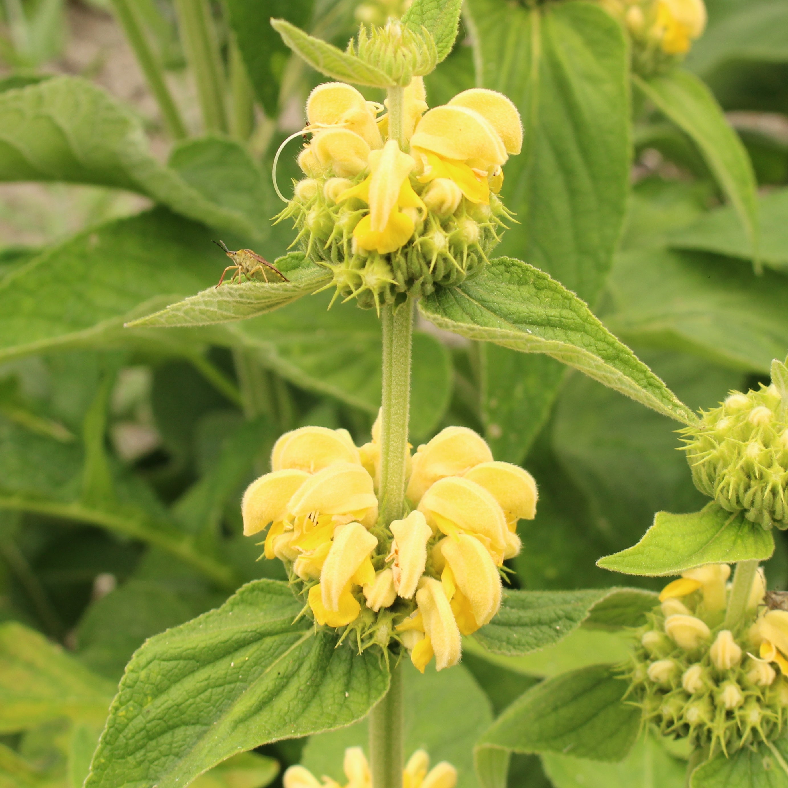 Sauge de Jérusalem - Phlomis russeliana - Sauges